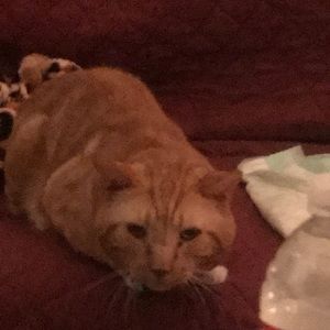 Meet your Posher, Christa